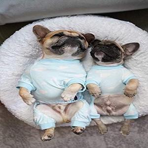 Cute Blue Cloud CatDog Onesie XS Size Everyday Outfit para perros y gatos machos Pijamas para perros - Product Image 3