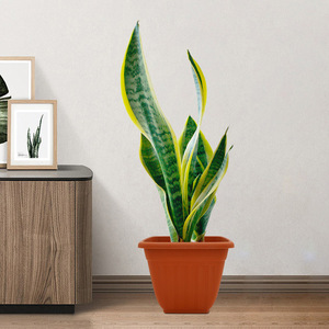 Pots à fleurs carrés simples en plastique durables <span class=keywords><strong>pour</strong></span> <span class=keywords><strong>plantes</strong></span> <span class=keywords><strong>vertes</strong></span> en pot, anti-chute, <span class=keywords><strong>pour</strong></span> salon et <span class=keywords><strong>balcon</strong></span> - Product Image 4