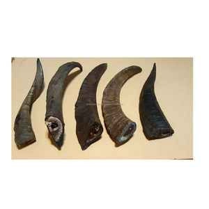 Corne de chèvre Unique, corne de chèvre polie, vente en gros, corne de Shofar pour taille personnalisée, polie à la main pour Offre Spéciale - Product Image 3