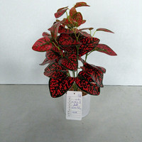 Petit bonsaï artificiel, plante Hypoestes Phyllostachya, herbe à pois rouges, faux Fittonia en pot de 45 cm pour la décoration de table d'hôtel ou de maison