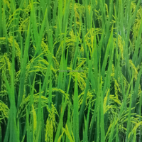 Sac tissé en PP avec laminage BOPP, 5kg, 10kg, 25kg, 50kg, pour riz, céréales, maïs, farine – Vente directe fabricant