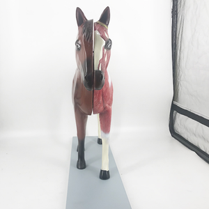 Modèle d'anatomie de cheval B030 - Product Image 4