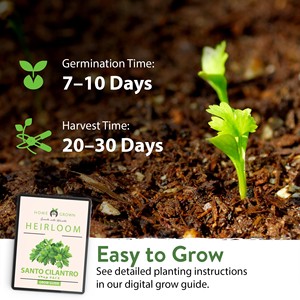Herbe de coriandre Santo sans OGM cultivée à la maison vari<span class=keywords><strong>été</strong></span> à croissance rapide pour <span class=keywords><strong>jardin</strong></span> pépinière extérieure échantillon gratuit pour l'<span class=keywords><strong>été</strong></span> - Product Image 2