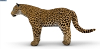 Grand énorme gros oxford tissu air coup gonflable tigre animal léopard panthère lion modèle jouet pour éditer bouffée 3D animal