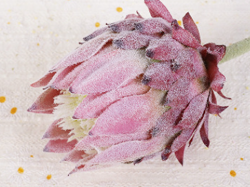 คามีโอ บราวน์