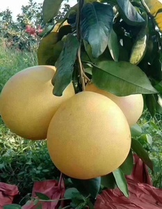 Nouvelle <span class=keywords><strong>Saison</strong></span> Pamplemousse Frais et Délicieux Sinofarm <span class=keywords><strong>Chinois</strong></span>, Pomelo Rouge Doré Juteux, Fournisseur - Product Image 2