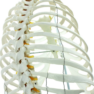 Flexible Funktion Adult 1:1 Wirbelsäule mit Becken und Sternum Modell Bandscheibe ist durchscheinend - Product Image 3