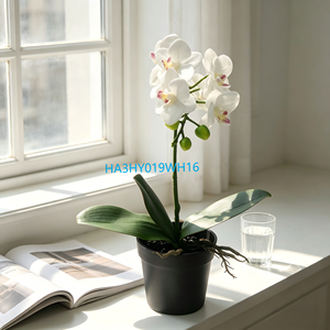 Plante d'orchidée blanche élégante, orchidée Phalaenopsis à 8 têtes dans un <span class=keywords><strong>pot</strong></span> <span class=keywords><strong>en</strong></span> plastique noir, fleurs au toucher réel à faible entretien pour la maison - Product Image 1