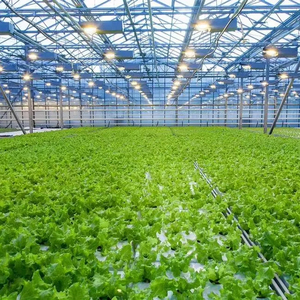 500 ~ 300 mét vuông răng cưa nhà kính Kit cho một thương mại trang trại trong Sri - Product Image 6