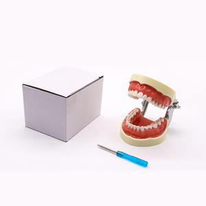 โมเดลการฝึกฟันปลอมแบบถอดได้การสอนเกี่ยวกับวินัยทางทันตกรรมแพทย์ฝึกหัดฟันรุ่นฟัน32 - Product Image 2