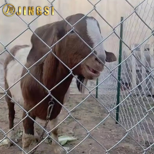 Clôture en treillis <span class=keywords><strong>m</strong></span>étallique à mailles losangées de 3 à 8 pieds de haut, calibre 8, 50x50 et 60x60, pour l'élevage de chevaux, vaches et moutons - Vente chaude - Product Image 4