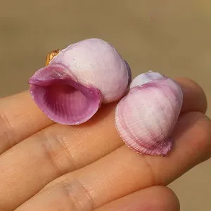 Escargot de mer corail violet, petite coquille naturelle, spécimen de collection rare, pour décoration aquatique, Chine continentale - Product Image 5