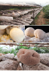 سمك الأسد عالي الجودة غنم جبلي غنم أسد كبير فطر هيرسيوم ايريناسيوس - Product Image 3