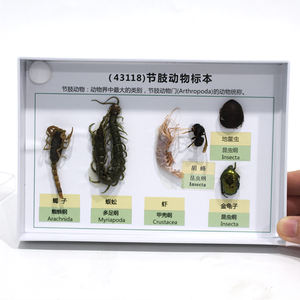 Collection d'échantillons d'<span class=keywords><strong>arthropodes</strong></span>, modèle anatomique pédagogique d'<span class=keywords><strong>insectes</strong></span> et d'<span class=keywords><strong>arthropodes</strong></span> en PVC pour les écoles de médecine - Product Image 6