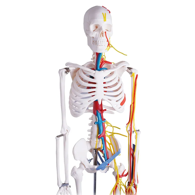 Met Het Hart En De Hersenen Met Zenuwen En Bloedvaten 85Cm Menselijk Skelet