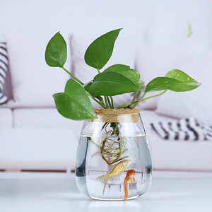 Tarro de cristal minimalista para Terrario de 600ml y 1000ml, jarrón de cristal, bandeja de bambú para plantas transparente con tapa de corcho y madera hecha a mano moderna - Product Image 3