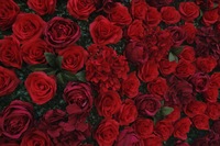 Mur de fleurs enroulable en gros 8ft x 8ft, mur de fleurs artificielles en soie roses rouges, toile de fond décorative de luxe