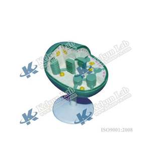 Modelo 50143,04 de cloroplasto - Product Image 1