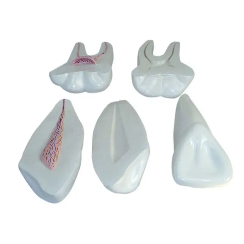 人間の歯の拡張モデル人間の歯科解剖学モデル歯の解剖学的医学モデル