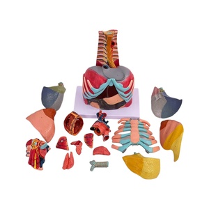 17 phần Mô hình giải phẫu ngực cho thực hành bóc tách Đại học Y Khoa - Product Image 4