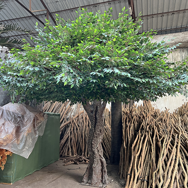 Banyan vert