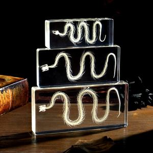 <span class=keywords><strong>Esqueleto</strong></span> <span class=keywords><strong>de</strong></span> Serpiente Real en Resina, <span class=keywords><strong>Esqueleto</strong></span> <span class=keywords><strong>de</strong></span> Animal Preservado, Espécimen <span class=keywords><strong>de</strong></span> Insecto, Juguetes Educativos para la Enseñanza, Recurso Didáctico, Regalo Original - Product Image 5