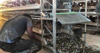 Système de cages en couches pour poulets, système de cages intelligentes pour poules pondeuses, cage avicole automatique en treillis galvanisé de type H