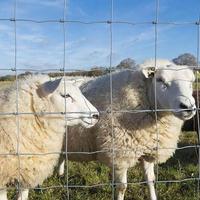 Panneaux de clôture pour bétail, pour la sécurité des fermes, des pâturages et des propriétés agricoles