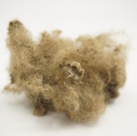 Fibre de polyester recyclée HCS 7D/15D*32/51/64mm pour le contrôle des odeurs et de l'humidité, rembourrage pour tapis pour animaux, rembourrage pour jouets, rembourrage pour Eleanor