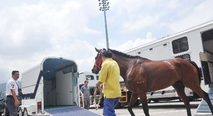 Factory Supply Horse Carriage <b>Trailer</b> 4 Horses Australia Gooseneck Float Gooseneck Float for Sale <b>Trailers</b> - Product Image 3