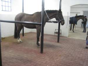 แผ่นยางบล็อกยางแผ่นอิฐสำหรับสุนัขแผ่นปูโรงนาเพื่อความสะดวกสบาย - Product Image 4