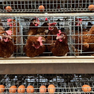 Jaula de batería tipo A para gallinas ponedoras, granja avícola de Nigeria, 96, 128, 1500 gallinas ponedoras, galvanizada en caliente, diseño sin <span class=keywords><strong>NEPA</strong></span>, 15 años de garantía. - Product Image 2