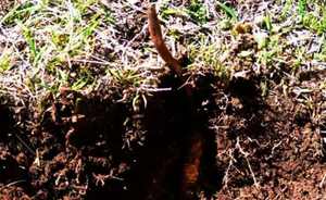 <span class=keywords><strong>Cordyceps</strong></span> Berasal dari Naqu County Yang Tumbuh Di <span class=keywords><strong>Tibet</strong></span>-Qianhai Highland dengan 5000 Meter Ketinggian - Product Image 3