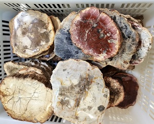 Vente en gros de bois pétrifié naturel, bois poli, fossile, dalle, pierre brute, tranche, spécimen, décoration, artisanat, pièce de bois pétrifié - Product Image 6