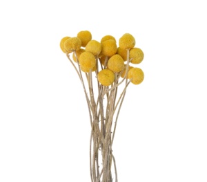 Ramo de flores para decoración de boda, guirnalda de Navidad, Bola de flores secas, crasdica, bolas amarillas, <span class=keywords><strong>Billy</strong></span>, flores secas - Product Image 6