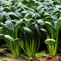 Verse en insectenvrije Pak Choi Bok Choy IQF diepvries uit China, premium kwaliteit |   Vers verwerkt voor export