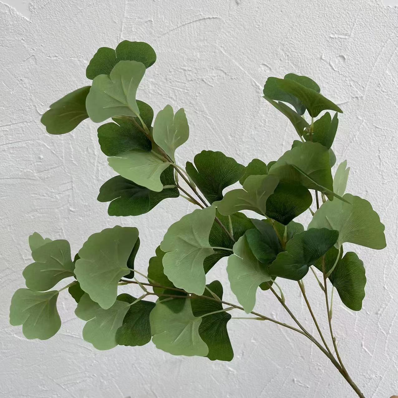 #2 feuilles de ginkgo biloba
