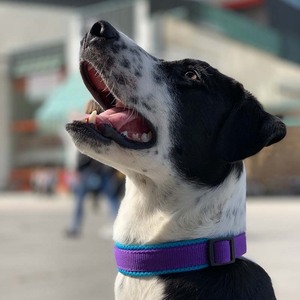Collar de correa de nailon personalizado para mascotas, para perros pequeños, medianos y grandes, Pitbull, Bulldog, <span class=keywords><strong>Beagle</strong></span>, patrón sólido - Product Image 6