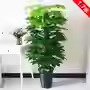 15m fortune zongzi-63 feuilles-pas de pot-herbe