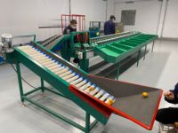 Fabrieksleverancier Automatische Fruit Sorteermachine Avocado Sinaasappel Weegsorteermachine Tomatensorteermachine