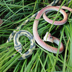 UV Printed <b>Snake</b> Soft Rubber Toy Long Plastic Animal Prank Prop For Children <b>Fake</b> <b>Snake</b> Wholesale - Product Image 1
