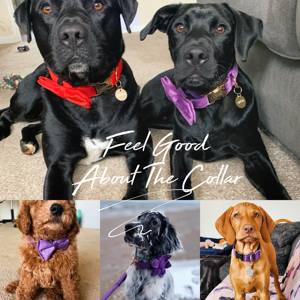 Conjunto de Collar y Correa para Perro de Terciopelo Sólido Personalizado con Nombre Grabado, Campana y Lazo de Terciopelo Morado, Envío Gratis - Product Image 6