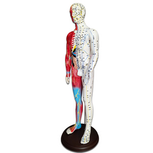 Modelo Anatómico de Musculatura para Enseñanza de Ciencias Médicas YULIN YL, Modelo de Acupuntura de Medio Cuerpo, Material de PVC, 60 cm, Masculino - Product Image 2