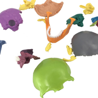 Coloré Naval Médical Crâne Humain Modèle Couleur Mini Version Détachable 15 Pièces Deluxe Edition Squelette Modèle Ressources D'enseignement