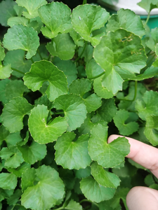 Hydroxy Centella Asiatica Glycoside 90% Centella Asiatica Extrait Soluble Dans L'eau Hydroxy Centella Asiatica Glycoside Extrait - Product Image 4