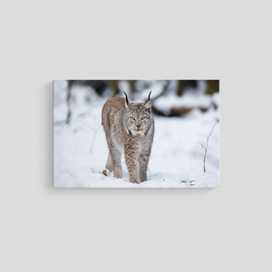 Lynx Cat Tempered Glass Wall Art: Winter Animal Canvas Print,<b>WRAPPED</b> CANVAS - Product Image 2