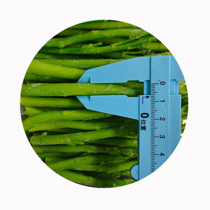 Asperges Fraîches de Qualité Supérieure en Gros, Provenant des Serres Familiales de Chine - Product Image 3
