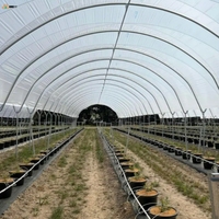 Film plastique agricole pour serre à conversion UV et à absorption de lumière pour la culture de fraises, tomates, raisins et melons