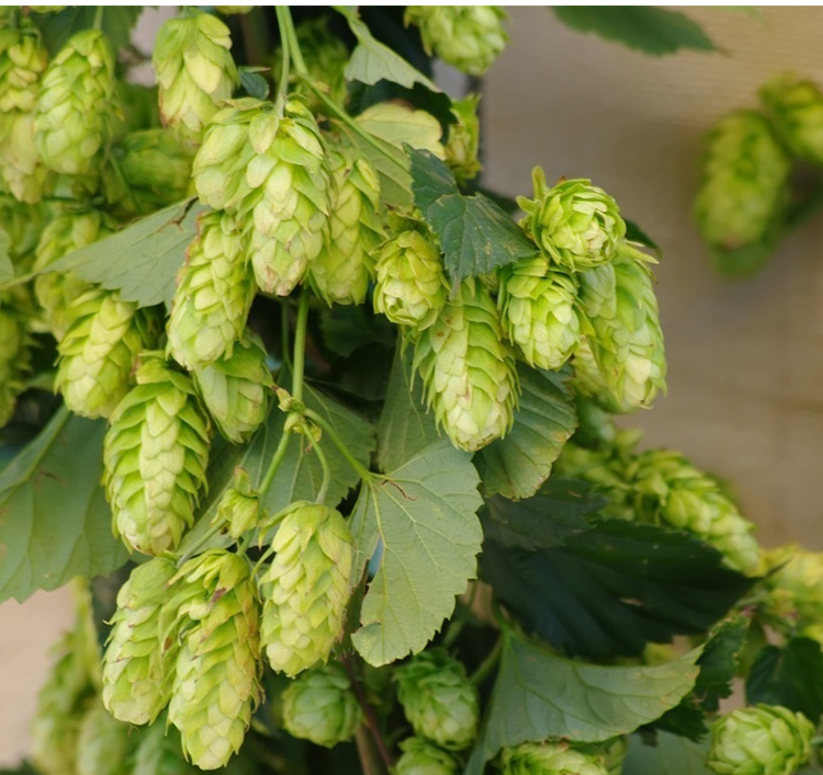 Manufacturer pure organic medical wholesale bulk essential oil hops oil