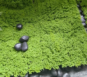 Siepe Artificiale in Muschio <span class=keywords><strong>Aplastico</strong></span> 062, Fogliame di Bosso, Tappeto per Giardino Verticale, Ecologico per Cantieri e Recinzioni Esterne - Product Image 5